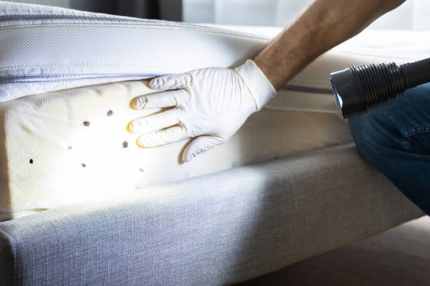 Best Termite Control Services  in Calvert City, KY