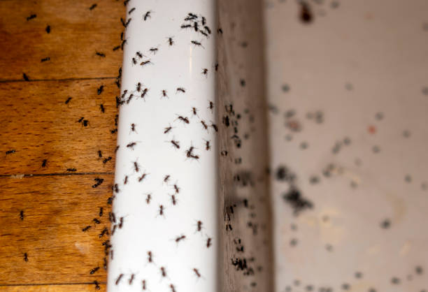 Best Ant Control Services  in Calvert City, KY