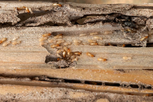 Best Wildlife Control Services  in Calvert City, KY