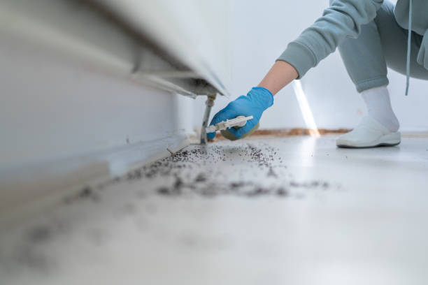 Best Affordable Pest Control Services  in Calvert City, KY